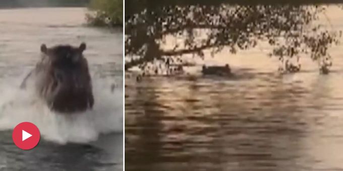 Wie ein Delfin! - Nilpferd macht Jagd auf Touristenboot in Kenia