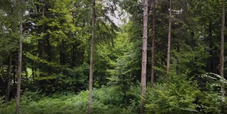 Positive Folge der Unwetter ist, dass die Bäume sich besser gegen den Borkenkäfer wehren können.