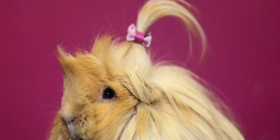 Meerschweinchen