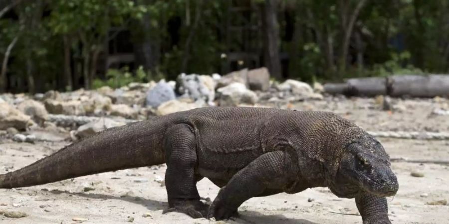 Der Komodowaran, die grösste lebende Echse der Welt, ist jetzt als «stark gefährdet» eingestuft worden. Foto: Made Nagi/EPA/dpa