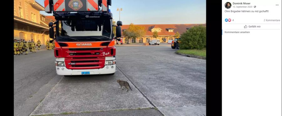 Auch bei einer Feuerwehrübung auf dem Waffenplatz war Broccoli dabei.