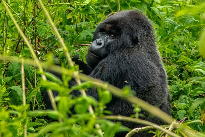 Gorillas: die grössten Primaten. Gorilla