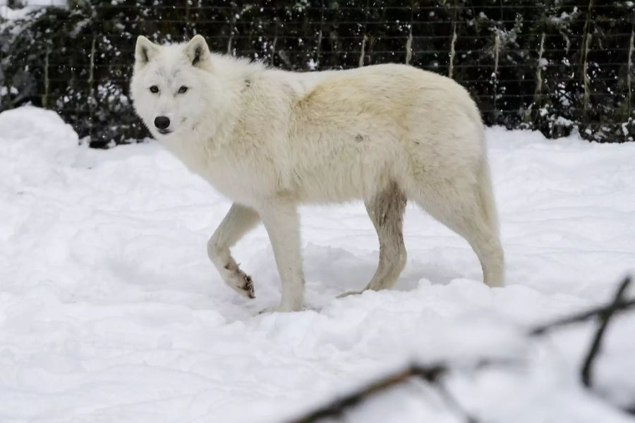 Polarwolf