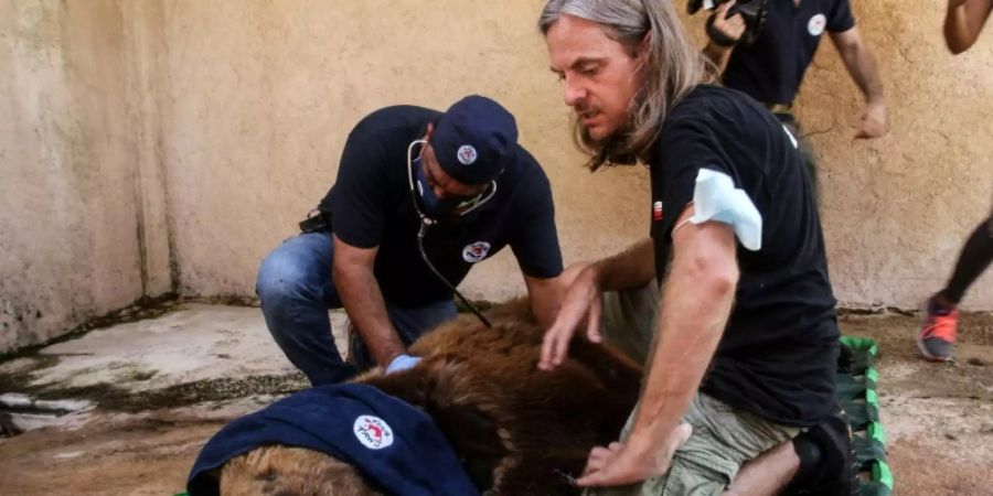 Betäubter Syrischer Braunbär vor Reise in die USA