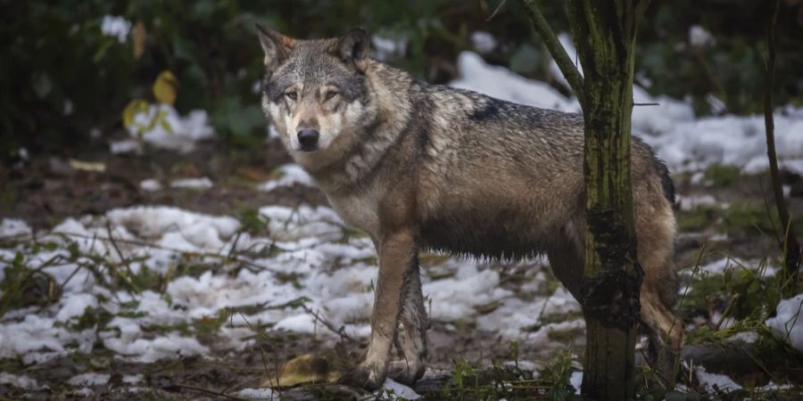 Wolf im Wald