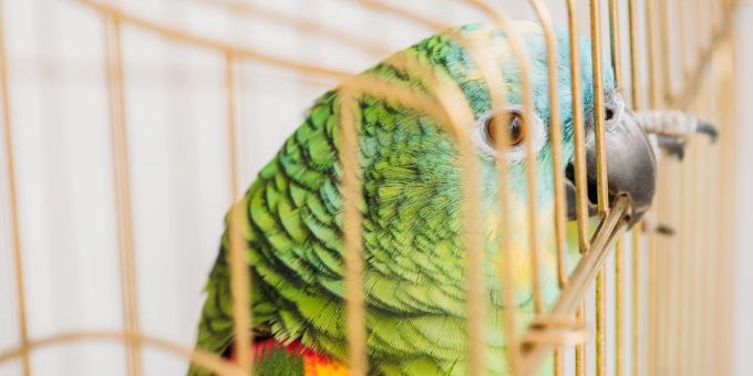 Tiere - Käfighaltung: Sollten Ara, Papagei & Co. frei fliegen dürfen?