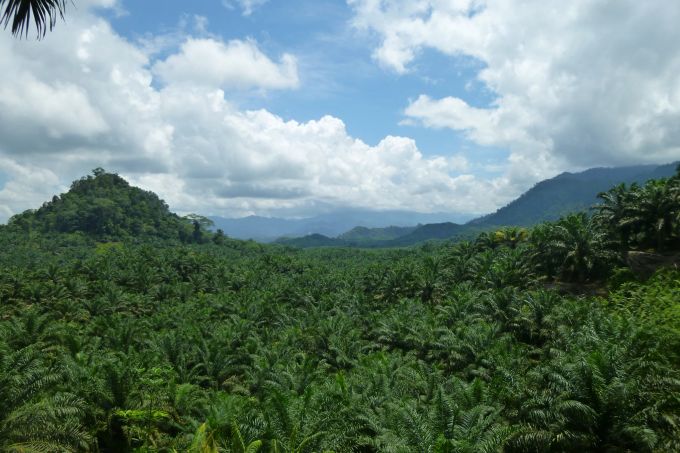 Aus Ölpalmen wird das in Lebensmitteln und Kosmetika breit eingesetzte Palmöl gewonnen. Wald Bruno Manser Fonds