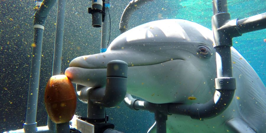 Der untersuchte Delphin Donna während des Trainings. Die Delfine können elektrische Gleichstromfelder wahrnehmen und entsprechend reagieren.