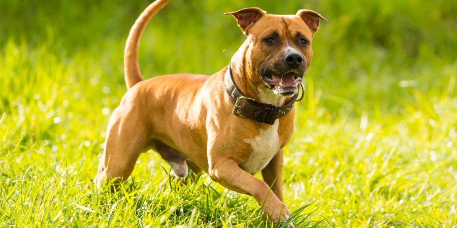 American Staffordshire Terrier Hund