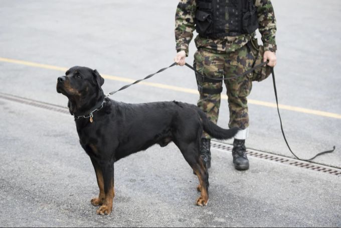 Diverse Premier-League-Profis setzen zum Schutz gegen Einbrecher auf Rottweiler. Rottweiler