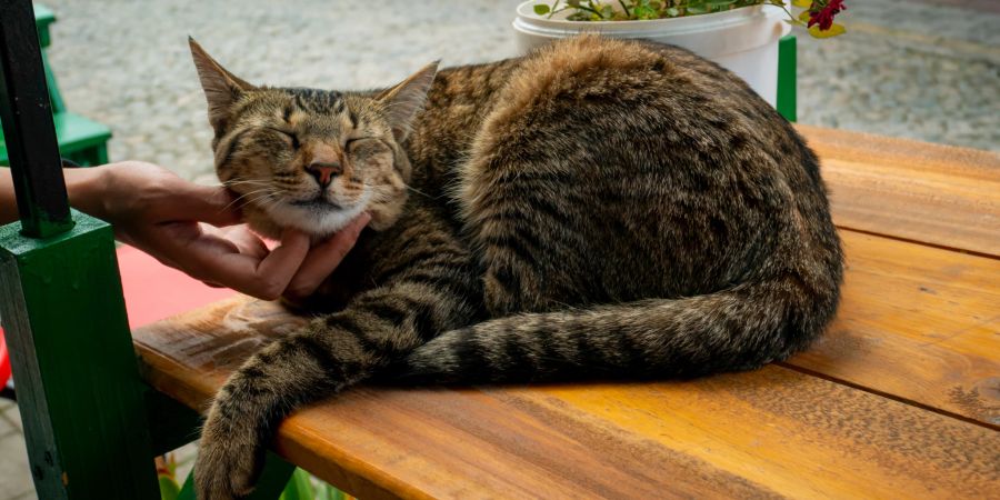 Genuss pur: Katzen drücken sich oft gegen die streichelnde Hand, um die Massage noch mehr geniessen zu können.