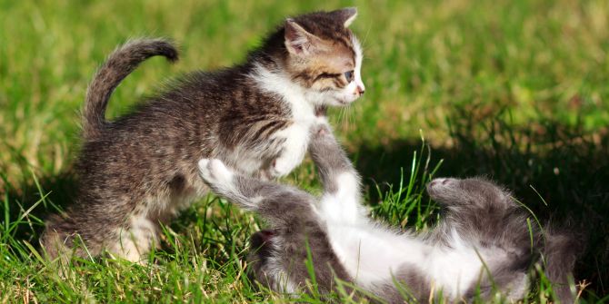 Junge Katze Energie