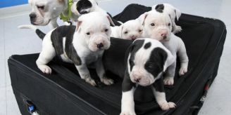Verschärfung - Bundesrat will Regeln für Import von Hundewelpen ändern Verschärfung - Bundesrat will Regeln für Import von Hundewelpen ändern