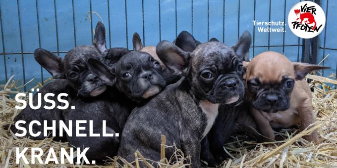 Die globale Tierschutzorganisation VIER PFOTEN macht mit der Kampagne «SÜSS. SCHNELL. KRANK.» auf die tierquälerische Praxis von skrupellosen Welpenhändlern - meist aus Osteuropa - aufmerksam. Tierschutz
