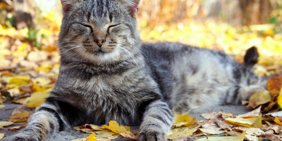 Katze liegt auf Herbstlaub