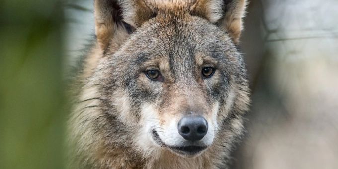 Bund prüft - Kantone: Zwölf Wolfsrudeln soll es an den Kragen gehen