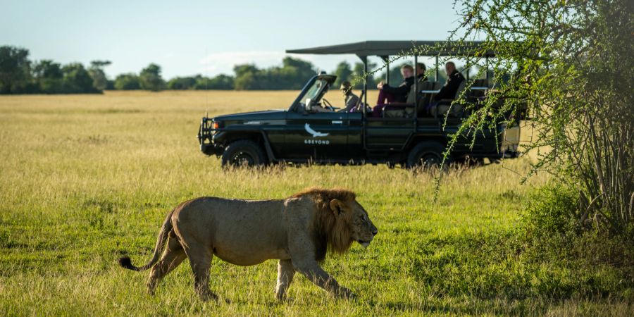 Männlicher Löwe läuft direkt am Safari-Truck vorbei.