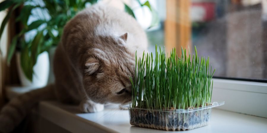 Katzengrass bietet viele gesundheitliche Vorteile für Ihren Stubentiger.