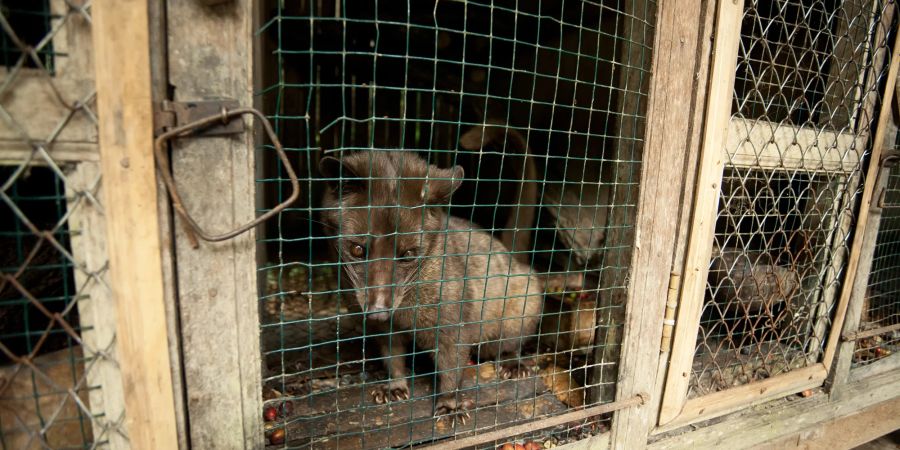 Kopi Luwak