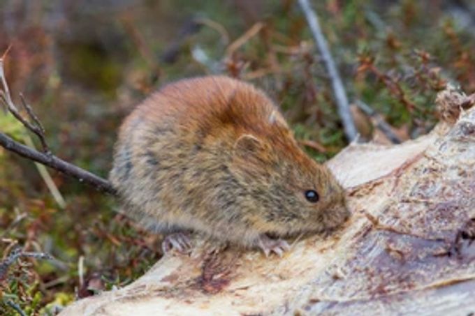 Bei der Polarrötelmaus wurde das Alaskapocken-Virus nachgewiesen. Alaska Alaskapocken