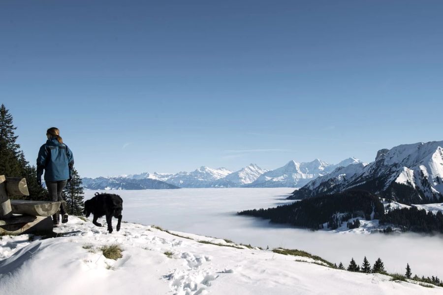 Weil sie im Winter schwer Nahrung finden, ist Energie besonders kostbar – müssen sie vor Hunden flüchten, brauchen sie viel davon. (Archivbild)