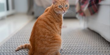 Katze mit orangenem Fell