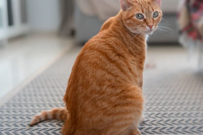 Katze mit orangenem Fell