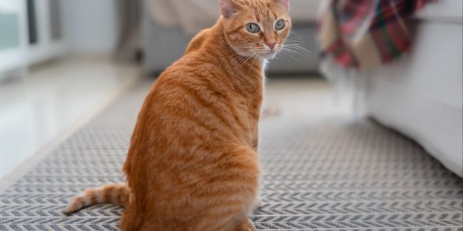 Katze mit orangenem Fell