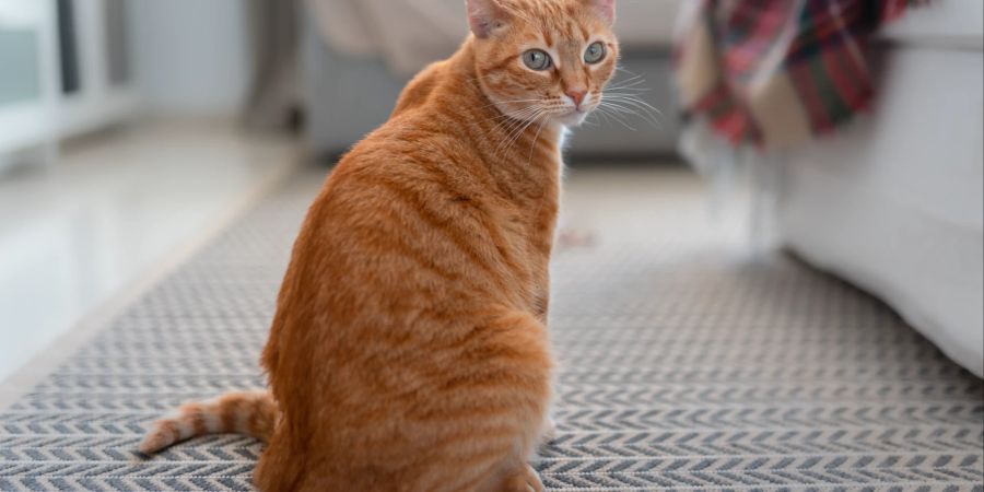 Das Verhalten von orangefarbenen Katzen wird häufiger in den sozialen Netzwerken thematisiert.