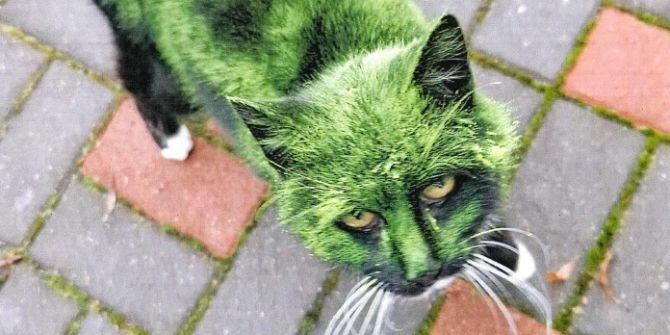 Thüringen Katze Quälerei