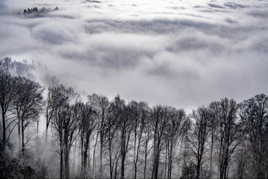 Im Flachland bleibt es wegen Hochnebel und Wolken eher grau.