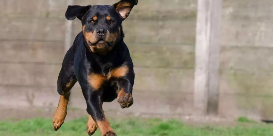 Drei Rottweiler haben am Wochenende einen Jogger getötet.