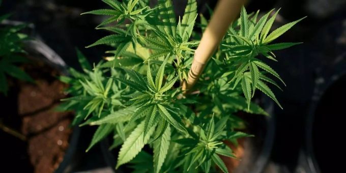 Diese «Wunderpflänzchen» könnte gegen Corona helfen. corona Cannabis