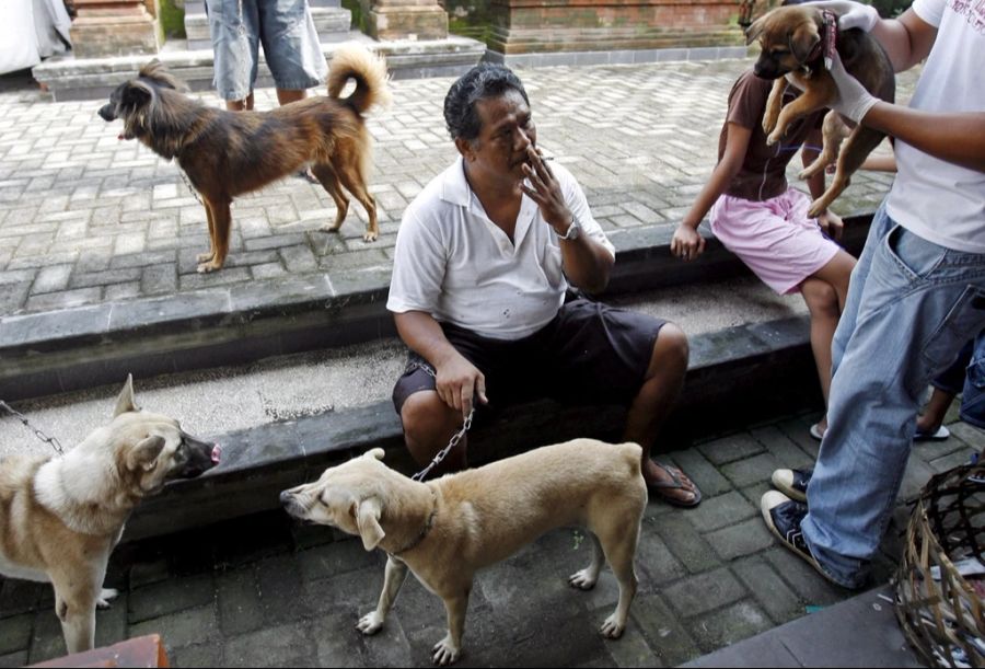 Wer zum Beispiel nach Indonesien reisen will, dem wird die Tollwut-Impfung empfohlen.