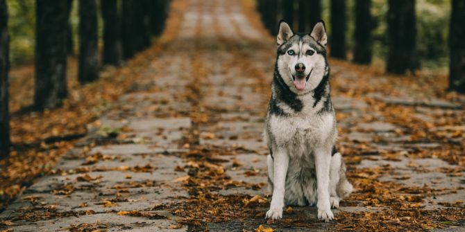 Husky