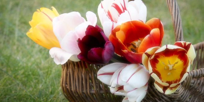 Wunderschön - Tipps für den perfekten Osterstrauss