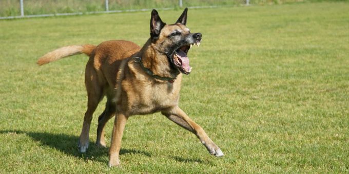 Lütisburg Station SG - Polizeihund stellt Einbrecher in Firmengebäude