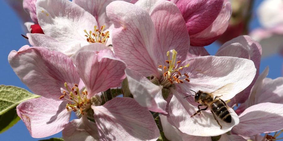 Eine Biene bedient sich im mecklenburgischen Gnoien an einer Apfelblüte.