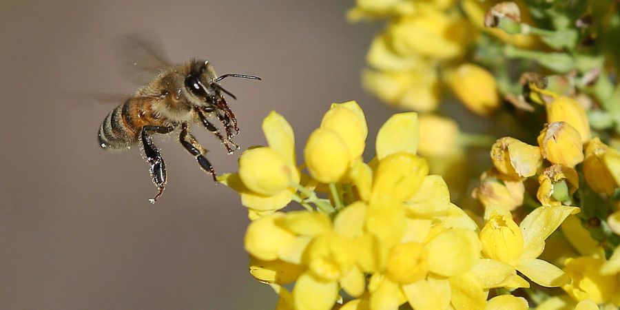 Studien zufolge schädigen Neonikotinoide Wild- und Honigbienen erheblich.