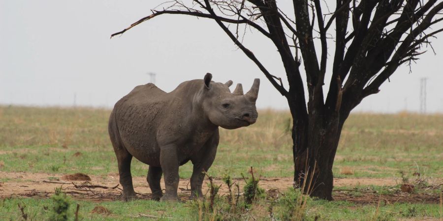 Ein Breitmaulnashorn in der privaten Nashornaufzucht von John Hume in Südafrikas Nordwest-Provinz.