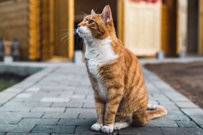 Die meisten Katzen lieben es, draussen zu sein. Eine Katze