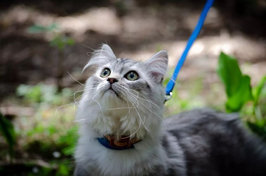 Katze mit Halsband