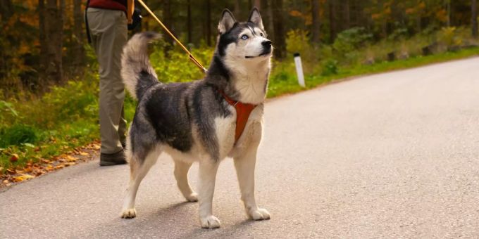 Huskys sind anspruchsvolle Hunde. Husky