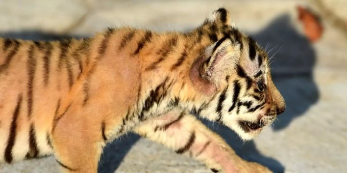 Junger Königstiger Junger Königstiger