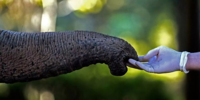 Auch zum Essen können Elefanten die Saugkraft ihres Rüssels einsetzen. Elefant