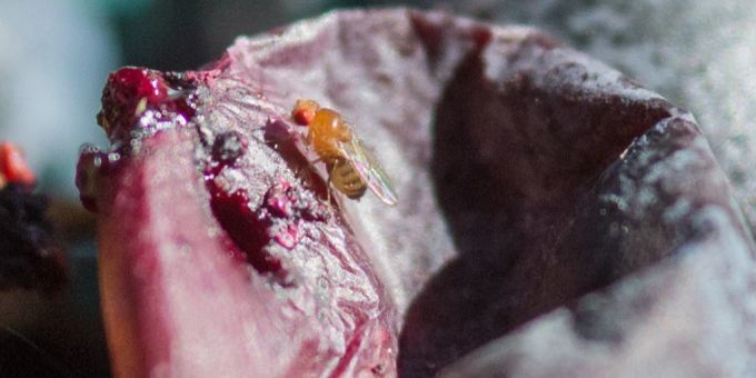 Parasit - Toxoplasmose führt zu mehr Start-ups