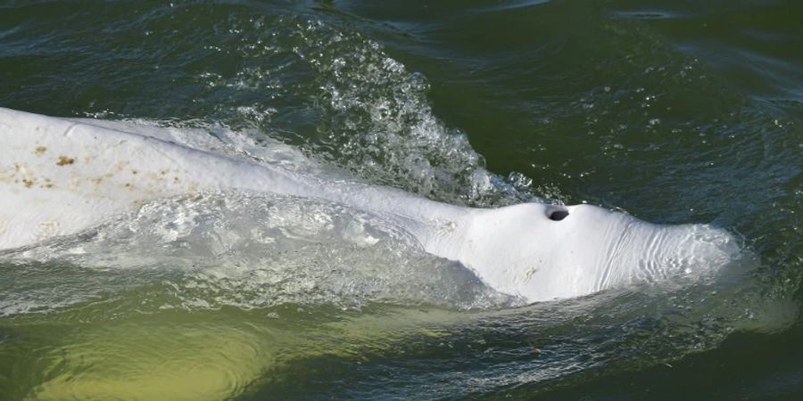 Belugawal in der Seine