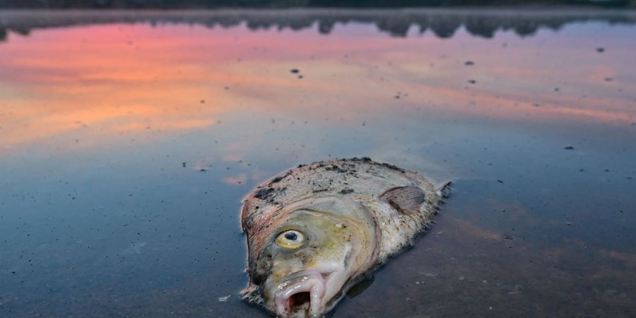 Ein toter Blei im flachen Wasser vom deutsch-polnischen Grenzfluss Oder.