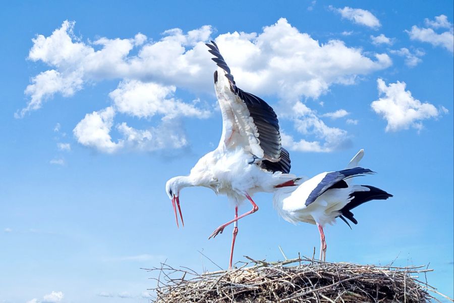 Störche auf einem Nest