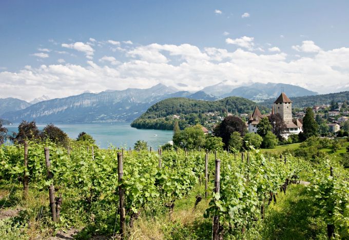 Als Hauptsorten wurden in Spiez bislang Riesling-Sylvaner (2021 notabene mit dem Grand Prix du Vin Suisse als bester Riesling-Sylvaner der Schweiz ausgezeichnet) und Blauburgunder angebaut. Dieses Jahr wurden aber zum ersten Mal auch Reben der wiederstandsfähigen Sorten Sauvignac sowie Souvignier Gris geerntet; eine Anpassung an die klimatischen Entwicklungen in der Region, die mit einer deutlichen Verbesserung des ökologischen Fussabdrucks einhergeht. Die Rebberge sind aber nicht nur für den Weinanbau wichtig, sie prägen auch das Ortsbild und dienen dank den vielen Wanderwegen als Naherholungsraum. Im Hintergrund zu sehen: Schloss Spiez mit seiner gepflegten Parkanlage. Herbstwanderungen